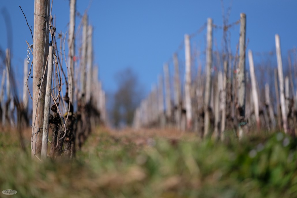 Of course, the plants are still leafless